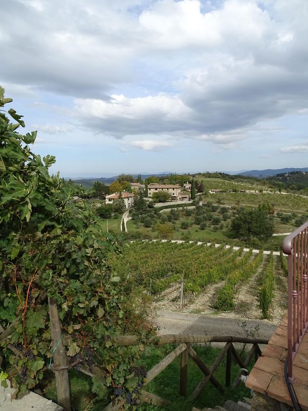 Vineyard in Tuscany